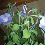 DODATEK CONMETALL OČESNI VIJAK 4.4X50X20MM ZAV=6KOS LESNI NAVOJ