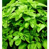BAZILIKA VOLMARY OCIMUM BASILICUM L12 GENOVESER MARTINA