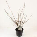 LISTAVEC OKRASNA ČEŠNJA YAMADEI L21