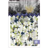 LISTAVEC OKRASNA ČEŠNJA YAMADEI L21