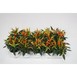 SOBNA ZELENA RASTLINA OKRASNA PAPRIKA HUP L10.5