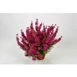 JESENSKA VRESA OKRASNA L11