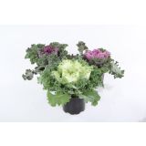 MIX JESENSKIH RASTLIN OKRASNO ZELJE L2 BRASSICA OLERACEA MIX