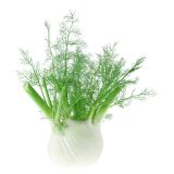 ZELENJAVNA SADIKA L'ORTO FRUTTIFERO OKROGEL KOROMAČ 8/1 MARS KULTIPAK