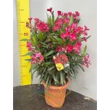 SEZONSKA RASTLINA OLEANDER MIX L19