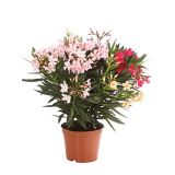 OLEANDER OLEANDER L19