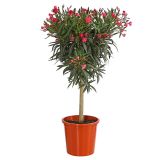 OLEANDER OLEANDER L22