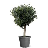 OLJKA NA DEBLU L50 CM