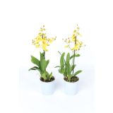 CVETOČA SOBNA RASTLINA ONCIDIJ L12