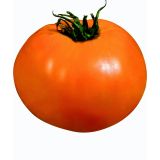 PLODOVKE ORANŽNI PARADIŽNIK ORANGE QUEEN L12