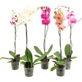 ORHIDEJA 1 - STEBELNA L12