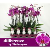 ORHIDEJA ANTHURA DURBAN 2-STEBELNA L12