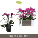 ORHIDEJA ANTHURA MORELIA 3-STEBELNA OKR. LONEC L12