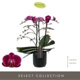 ORHIDEJA ANTHURA MORELIA 3-STEBELNA OKR. LONEC L12