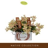 ORHIDEJA ARTISTO MODERN 4-STEBELNA L9