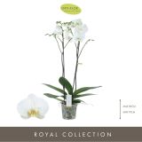 ORHIDEJA BIJOUX 1-STEBELNA L15