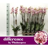 ORHIDEJA BOHEMIAN MONDRIAAN 2-STEBELNA L12