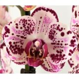 ORHIDEJA BOHEMIAN MONDRIAAN 2-STEBELNA L12