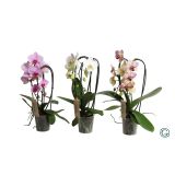 ORHIDEJA CASCADE MIX L12 NATURAL CHARM