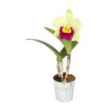 ORHIDEJA CATLEYA 2 STEBLI MIX