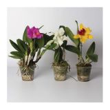 ORHIDEJA CATLEYA 2 STEBLI MIX