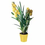 CIMBIDIJ MINI MIX 1 STEBLO