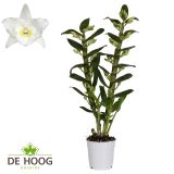 ORHIDEJA DENDROBIUM APOLLON 2ST L12 CM