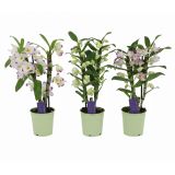 ORHIDEJA DENDROBIUM NOBILE 2ST POT 12 CM