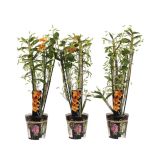 ORHIDEJA DENDROBIUM ORANŽEN L12