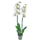 ORHIDEJA DVE STEBLI BELA L12