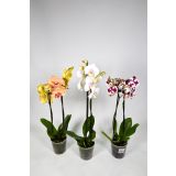 ORHIDEJA DVE STEBLI MIX L12