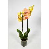 ORHIDEJA DVE STEBLI MIX L12