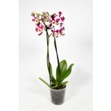 ORHIDEJA DVE STEBLI MIX L12