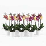 ORHIDEJA FALENOPSIS 1ST (DARK) L12 CM