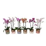 ORHIDEJA FALENOPSIS 2 ST RAZV. OKR LON. ROMANTIC L12 CM