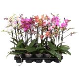 ORHIDEJA FALENOPSIS 2 ST RAZVEJANA L12 CM