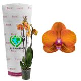 ORHIDEJA FALENOPSIS BOLOGNA 3ST L12 CM