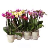 ORHIDEJA FALENOPSIS MIX 2ST MULTIFLORA L 9 CM