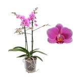 ORHIDEJA FALENOPSIS MULTIFLORA 1ST RAZVEJANA L12 CM