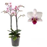 ORHIDEJA FALENOPSIS MULTIFLORA 2ST RAZVEJANA V47 CM L12 CM