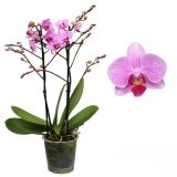 ORHIDEJA FALENOPSIS MULTIFLORA 2ST RAZVEJANA V47 CM L12 CM