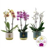ORHIDEJA FALENOPSIS RAZVEJANA 2ST V KER. LON. NIGHT