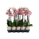 ORHIDEJA FALENOPSIS ROZA 2ST L12 CM