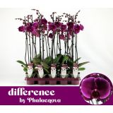 ORHIDEJA FLOR. JOYRIDE 2-STEBELNA L12