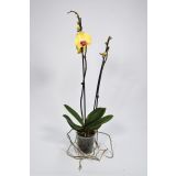 ORHIDEJA GOLDION RUMENA L12