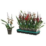 ORHIDEJA KAMBRIJA DVE STEBLI L12