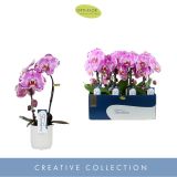 ORHIDEJA KASKADA BEL OKR. LONEC L9