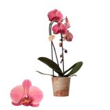 ORHIDEJA KASKADNA KOLIBRI L12 MIX BARV