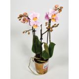 ORHIDEJA KOLIBRI TRI STEBLA L9