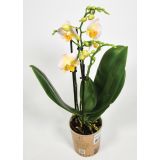 ORHIDEJA KOLIBRI TRI STEBLA L9